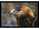 2005-08-Aigle.jpg