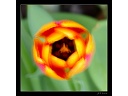 2006-Tulipe.JPG