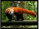 2007-07-24-Beauval-Firefox.jpg
