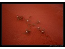 2008-03-16-WadiRum3.jpg