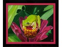 2011-06_Huile_Grenouille.jpg